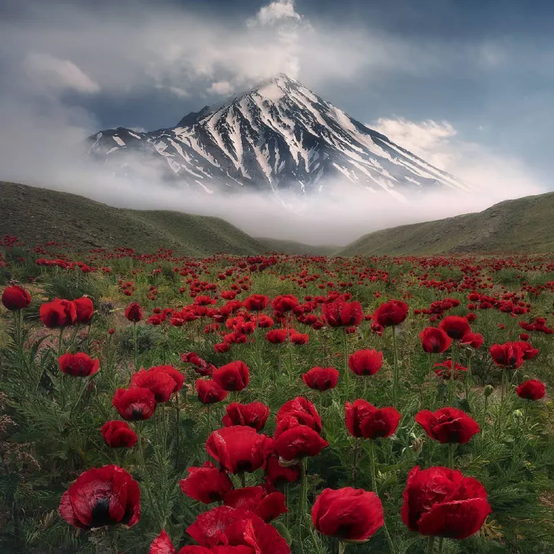 کمپ در دماوند کمپ در دماوند