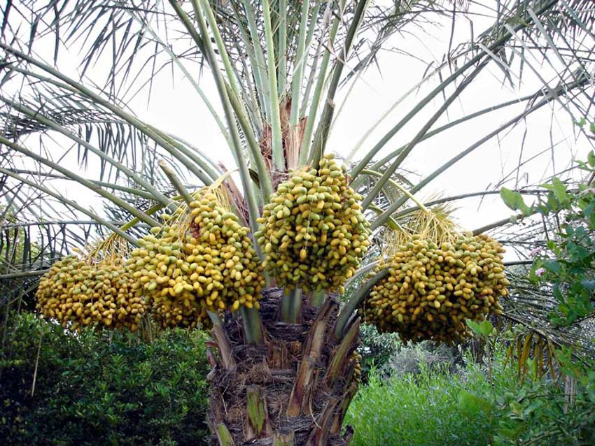 غذا های محلی بوشهر