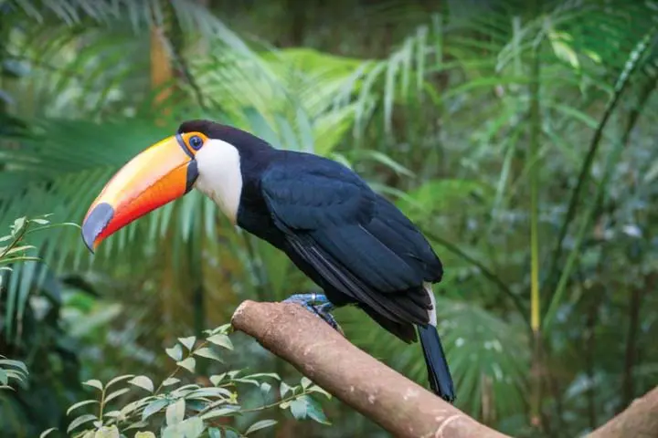 باغ پرندگان در اصفهان باغ پرندگان در اصفهان