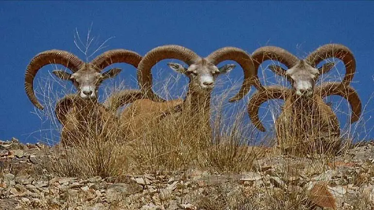 پارک ملی کلاه قاضی در اصفهان پارک ملی کلاه قاضی در اصفهان