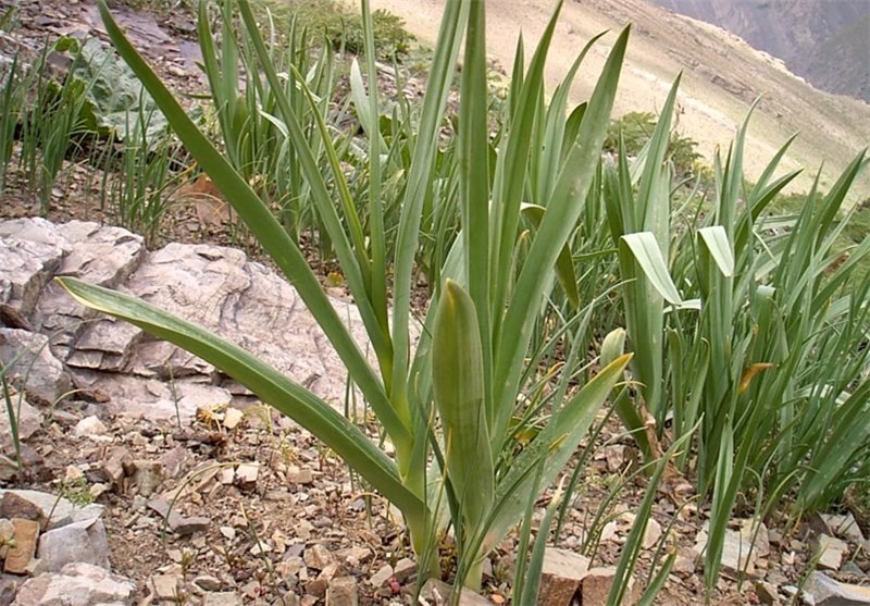 گیاهان کوهی شهرکرد